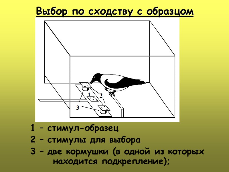 Выбор по сходству с образцом 1 – стимул-образец 2 – стимулы для выбора 3